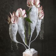 Anthurium 'Facetto' arrangement overview