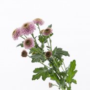 Chrysant 'Doria Pink' van Zentoo