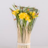 Freesia in hoogstaand gras