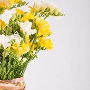 Een oase van Freesia geur close-up