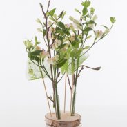 Charmelia display design David Ragg small version