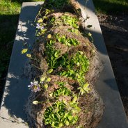 Afscheidsbloemwerk met groene snij-hortensia - Kristel van Dijk - Flower Factor