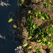 Afscheidsbloemwerk met groene snij-hortensia - Kristel van Dijk - Flower Factor