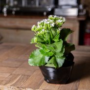 Restaurant idea with Kalanchoë