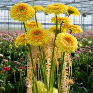 Yellow mini Gerbera design - detail