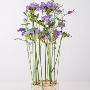 Pim van Akker Freesia Tall Serene1 3