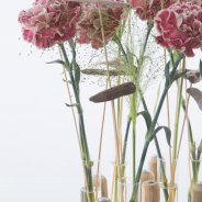 Trendy Dianthus Mirror Close-up