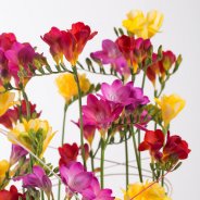 Rond Freesia design close-up