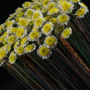 Kleurrijk contrast met Sun Up van Zentoo close-up