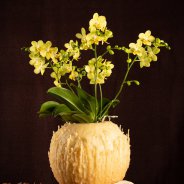 Kerst Multiflora Phalaenopsis - Van der Hoorn - Flower Factor