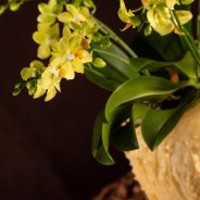 Kerst Multiflora Phalaenopsis - Van der Hoorn - Flower Factor