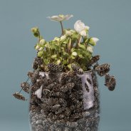 'Verboom Beauty' Hellebore winter arrangement