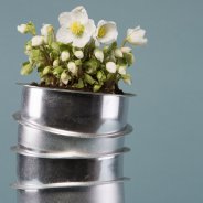 Winter arrangement with 'Verboom Beauty'