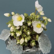 'Verboom Beauty' Hellebore winter arrangement with glass