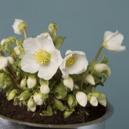 'Verboom Beauty' Hellebore winter arrangement 