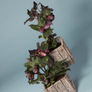 Helleborus Frostkiss van Kwekerij Verboom