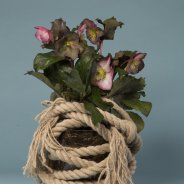 Helleborus Frostkiss van Kwekerij Verboom met touw