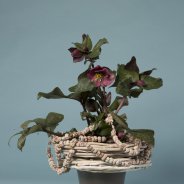 Winters Helleborus Frostkiss arrangement