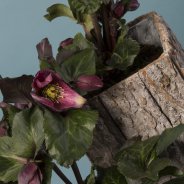 Helleborus Frostkiss van Kwekerij Verboom - close-up