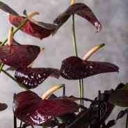 Black Queen Anthurium in design Pim van den Akker