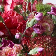 Kanjerboeket close-up