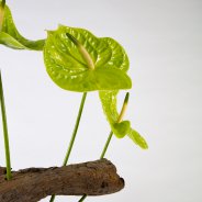 Anthuriums in een frameboeket - Pim van den Akker - Flower Factor