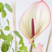 Anthurium bouquet - Roos van Unen - Flower Factor