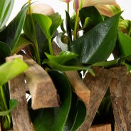 Anthurium DIY - Pim van den Akker - Flower Factor