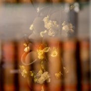 Bloemkunst 2018 Zuidkoop foto: Nico Alsemgeest