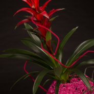 Festive Christmas arrangement with Bromeliads