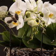 Willd Orchid van Opti-flor in een winters design van Roos van Unen