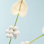 Feestelijk gedecoreerde snij Anthuriums - Flower Factor