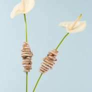 Feestelijk gedecoreerde snij Anthuriums - Flower Factor