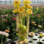 Yellow mini Gerbera design