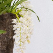 Ice Cascade Cymbidium