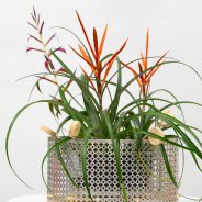 Bromelia's als orgineel plantenarrangement - resultaten van de live Q&A - Pim van den Akker - foto Nils van Houts