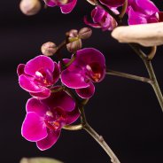 Sustainable Phalaenopsis - Van der Hoorn - Flower Factor