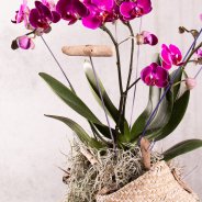 Sustainable Phalaenopsis - Van der Hoorn - Flower Factor
