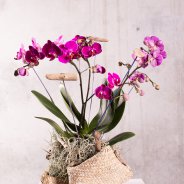 Sustainable Phalaenopsis - Van der Hoorn - Flower Factor