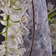 Cybidium 'Ice Cascade' arrangement - LZ Orchidee - Flower Factor