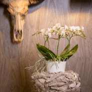 orchid on a peddlestal Nelleke Bontje Flower Factor Optiflor 3