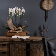 orchids and antlers Pim van den Akker Flower Factor Optiflor 4