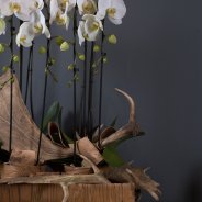 orchids and antlers design Pim van den Akker Flower Factor for Opti flor close up