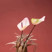 Anthurium arrangement Facetto