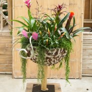 Lush plant arrangement with Bromeliads 2