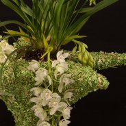 Ice Cascade Cymbidium with a Christmas feel