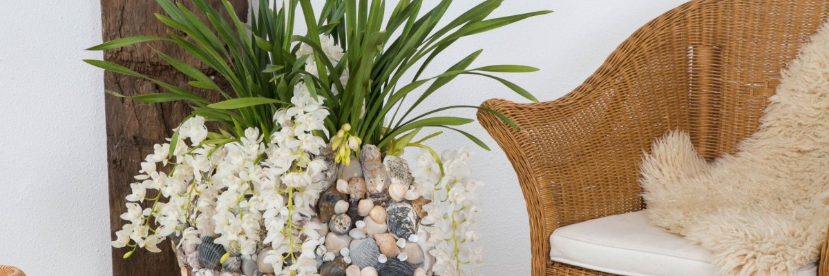 Beach look with the Ice Cascade Cymbidium