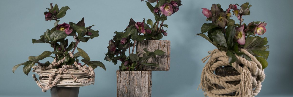 Snelle winterse Helleborus 'Frostkiss' arrangementen