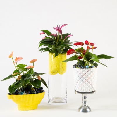 Speelse Anthurium arrangementen