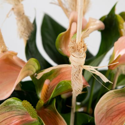 Anthurium met natuurlijke details
